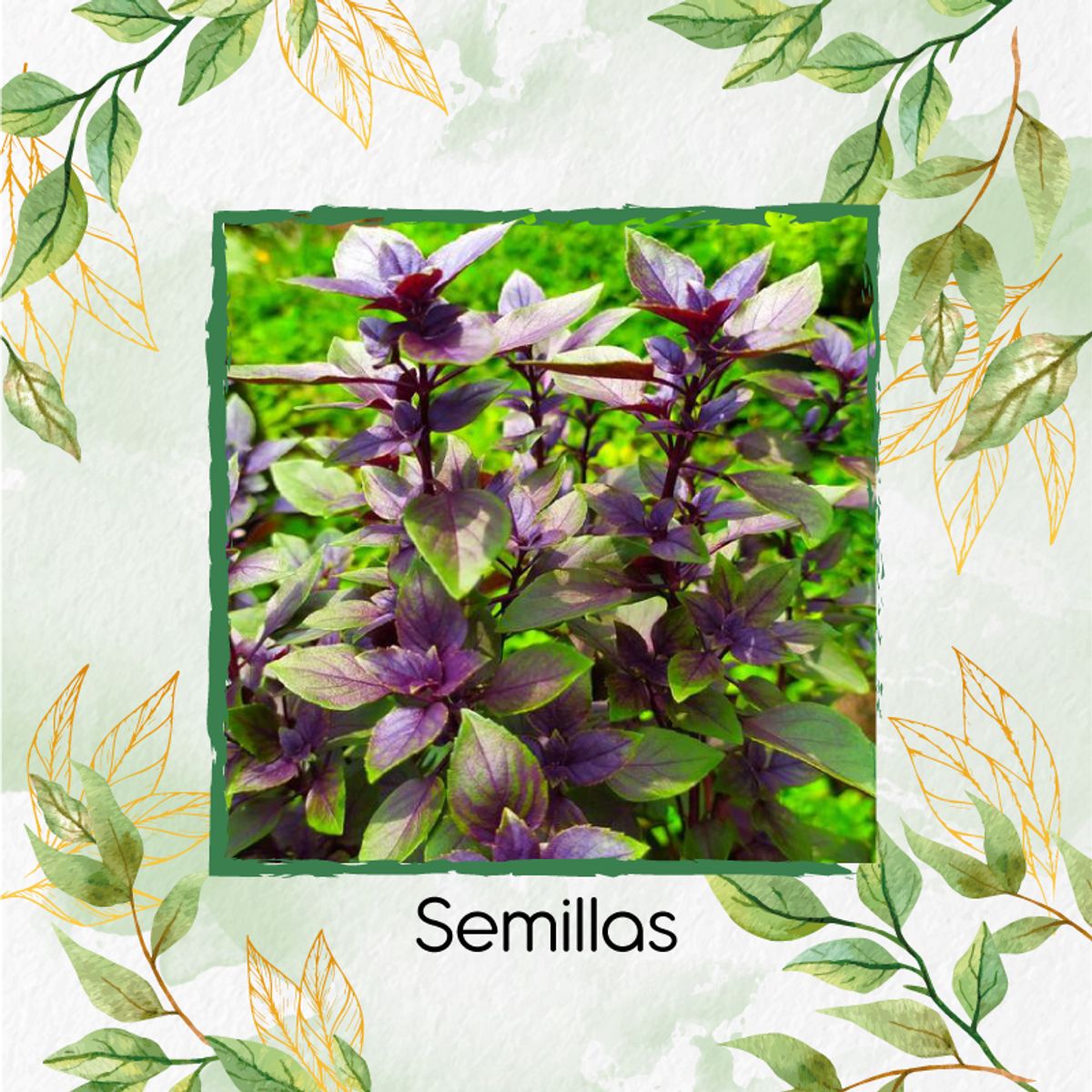 GENERICO - 2.000 Semillas Orgánicas De Albahaca Morada