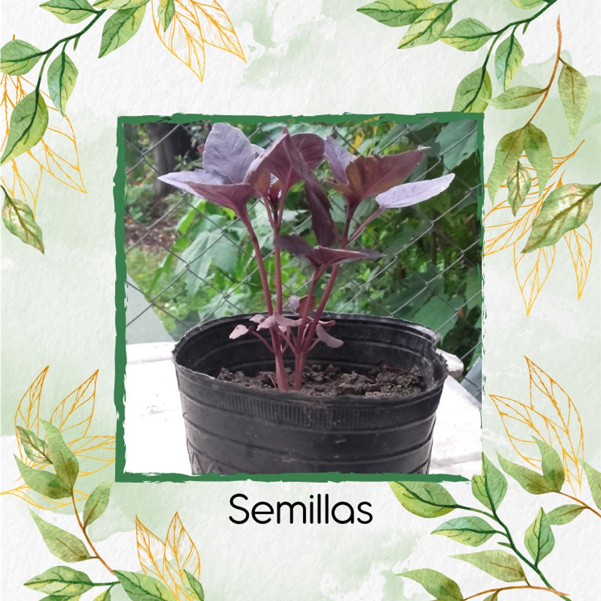 GENERICO - 2.000 Semillas Orgánicas De Albahaca Morada