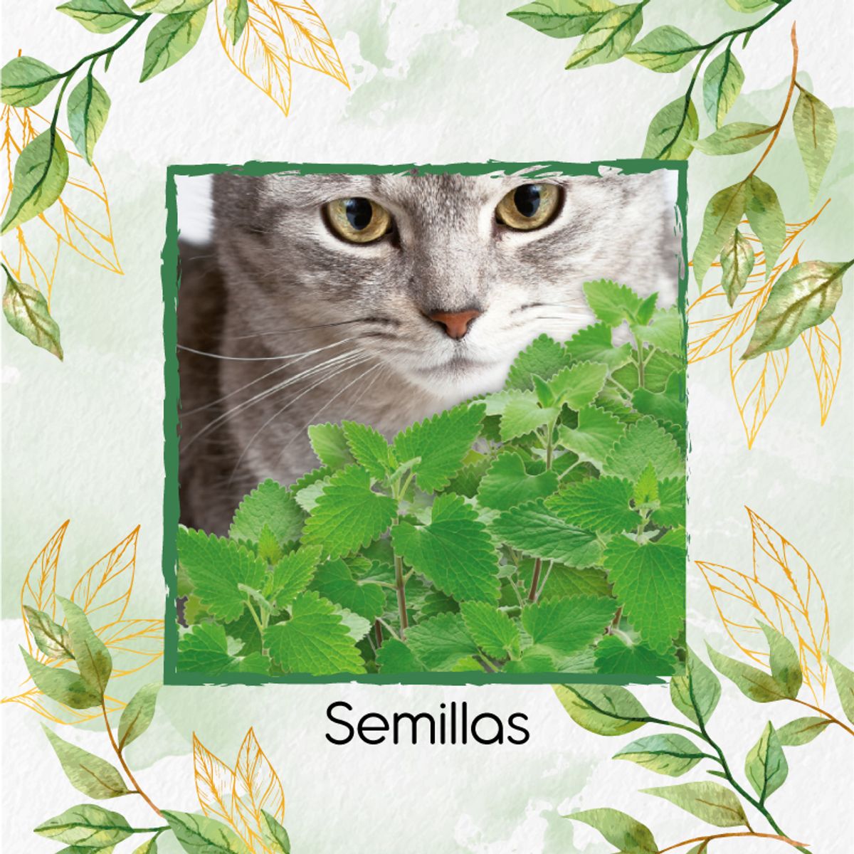 GENERICO - 400 Semillas Orgánicas De Menta Para Gato