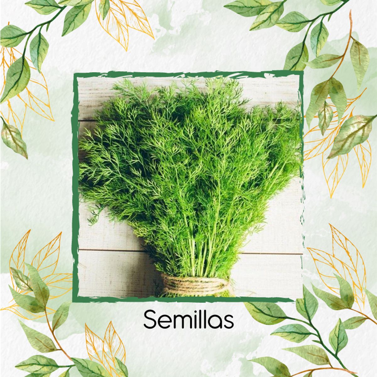 GENERICO - 1.600 Semillas Orgánicas De Eneldo