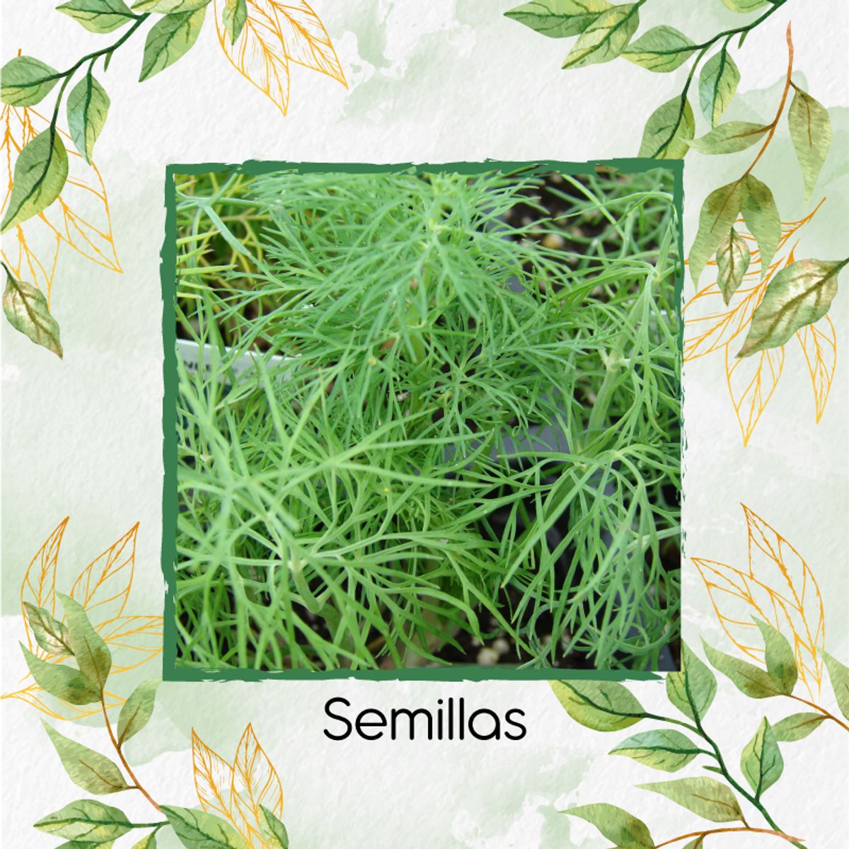 GENERICO - 1.600 Semillas Orgánicas De Eneldo