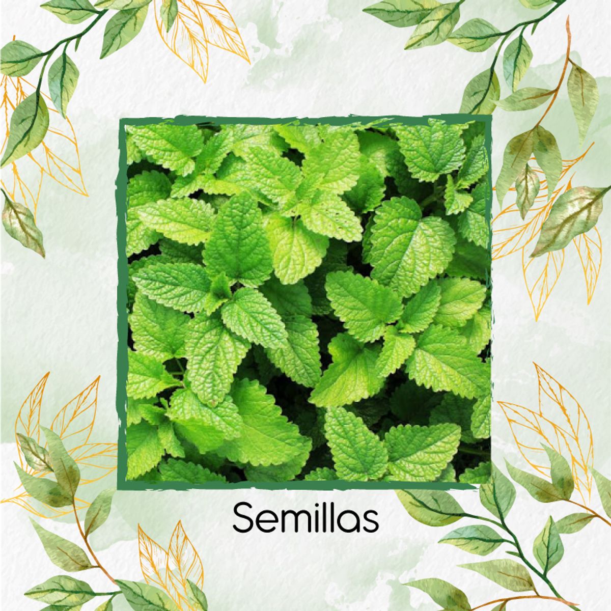 GENERICO - 4.000 Semillas Orgánicas De Hierbabuena