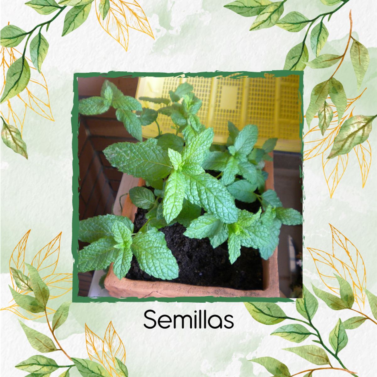 GENERICO - 4.000 Semillas Orgánicas De Hierbabuena