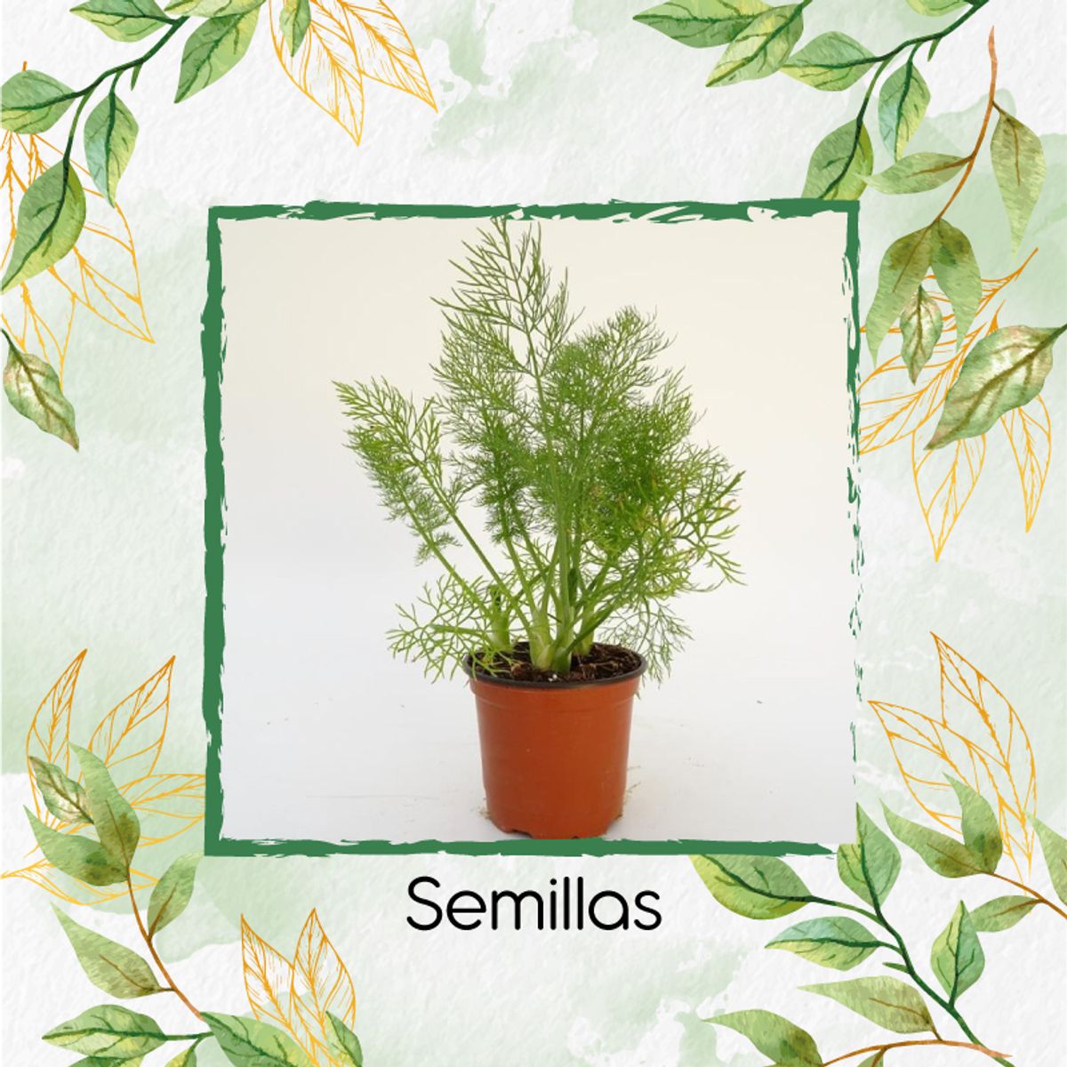 GENERICO - 25 Semillas Orgánicas De Hinojo