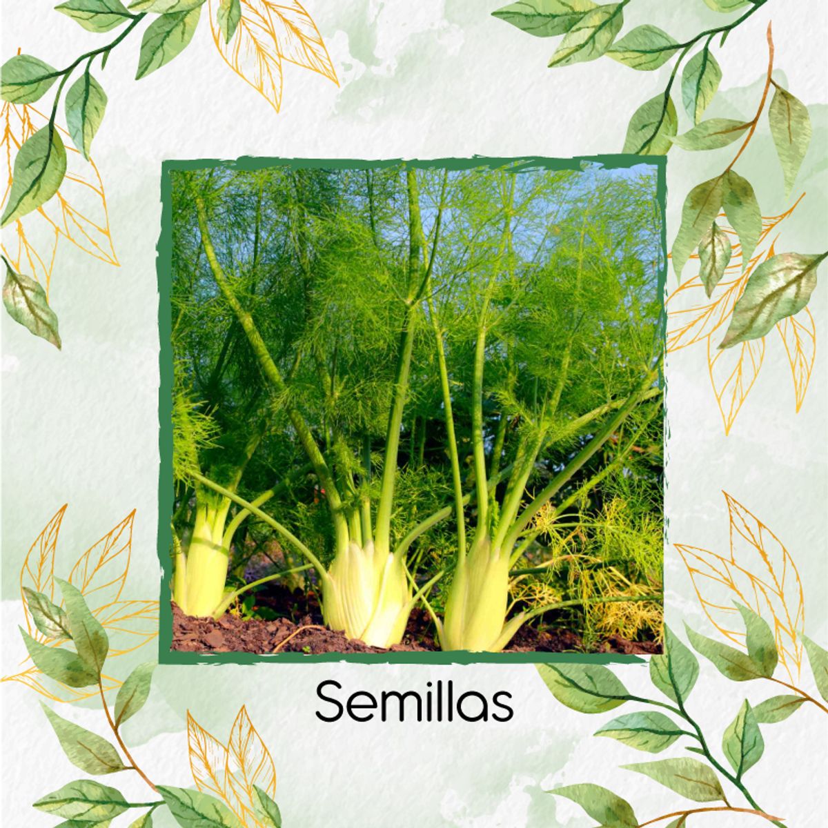 GENERICO - 500 Semillas Orgánicas De Hinojo