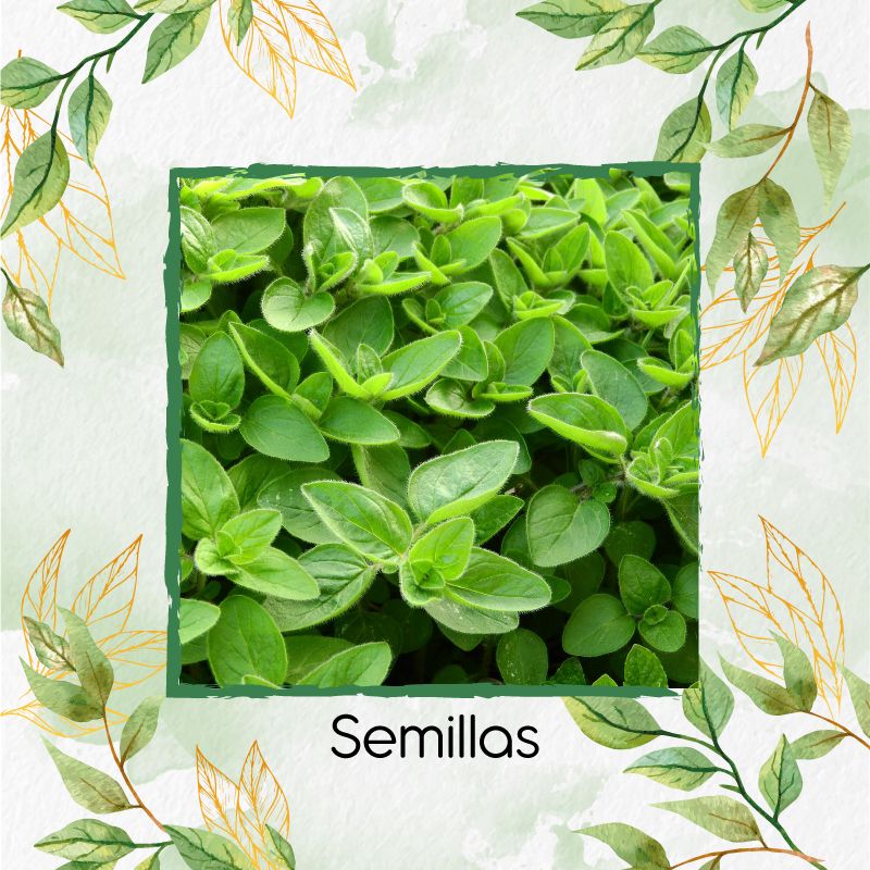 GENERICO - 1.000 Semillas Orgánicas De Mejorana