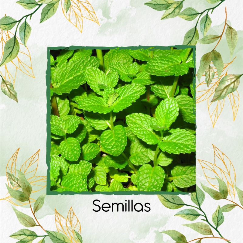 GENERICO - 50 Semillas Orgánicas De Menta