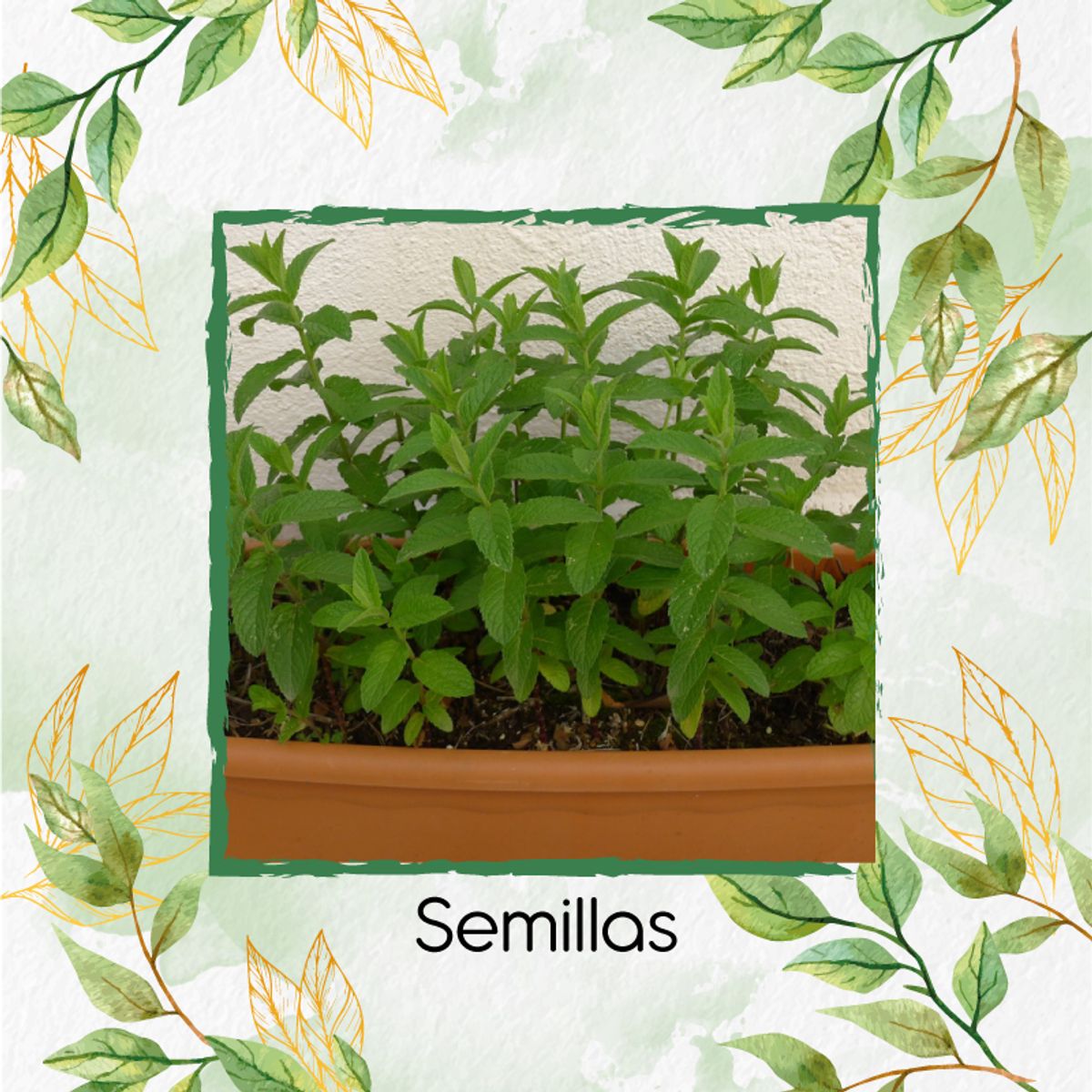 GENERICO - 400 Semillas Orgánicas De Menta