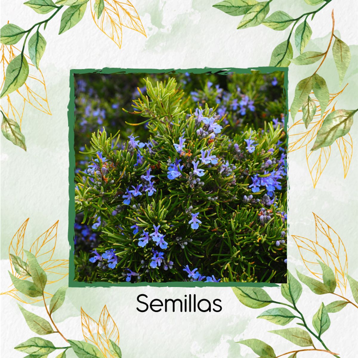 GENERICO - 60 Semillas Orgánicas De Romero