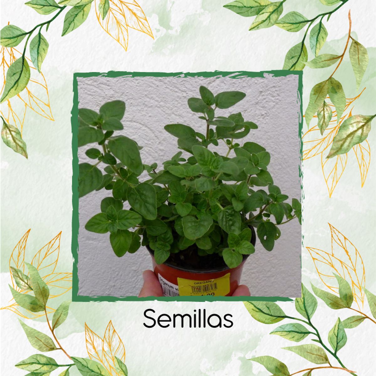 GENERICO - 4.000 Semillas Orgánicas De Orégano