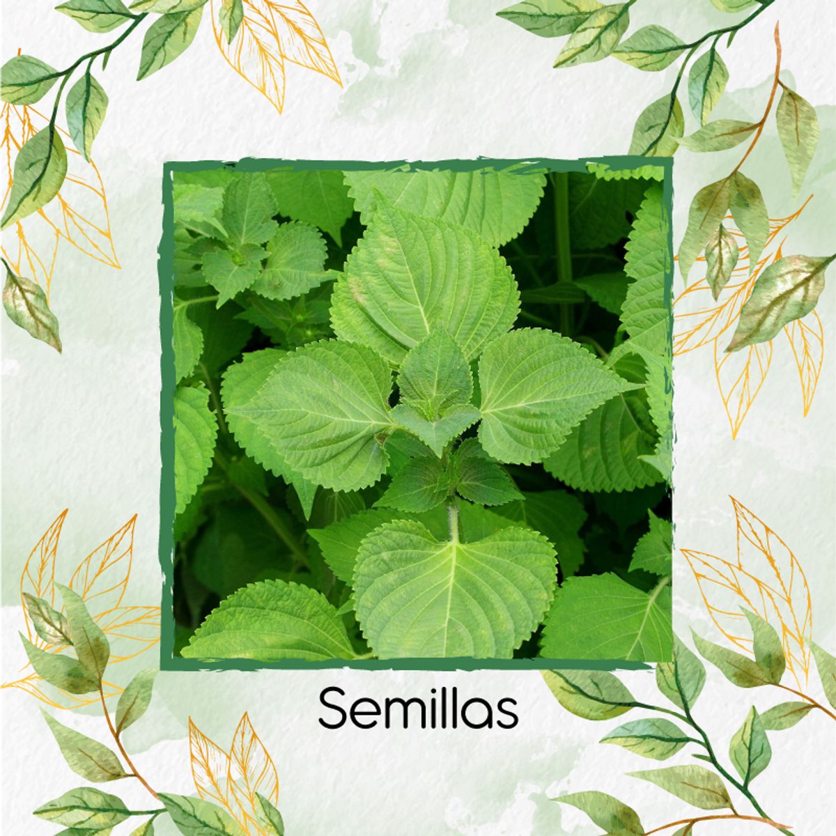GENERICO - 30 Semillas Orgánicas De Shiso