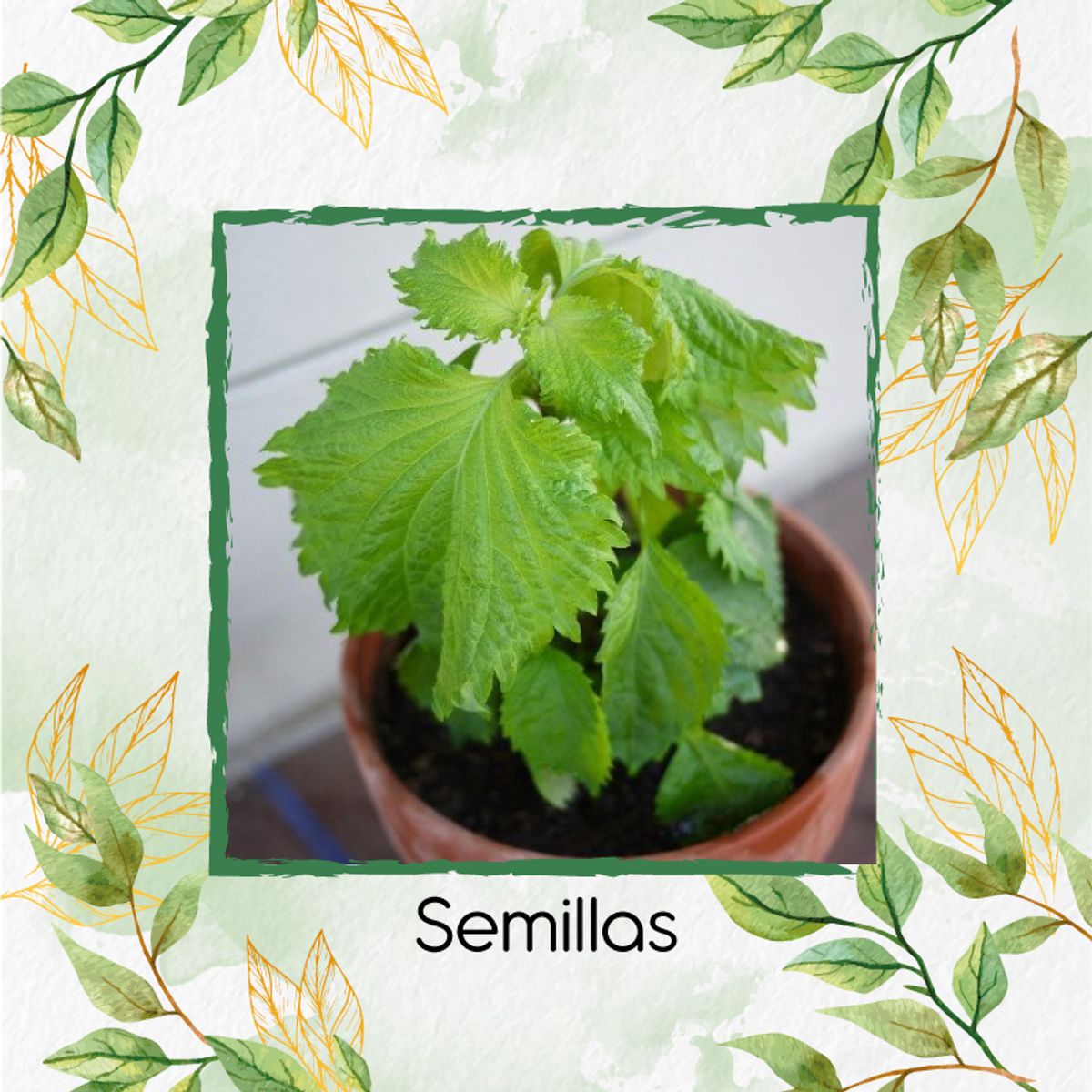GENERICO - 30 Semillas Orgánicas De Shiso