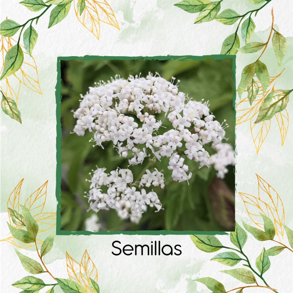 GENERICO - 5 Semillas Orgánicas De Valeriana