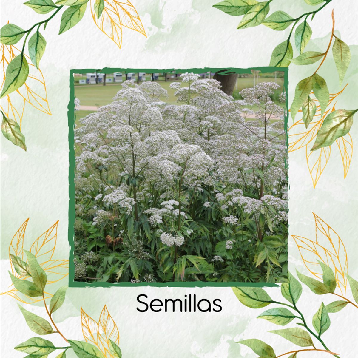 GENERICO - 5 Semillas Orgánicas De Valeriana