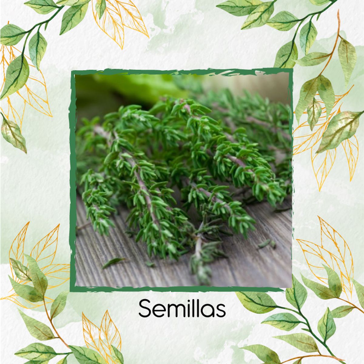 GENERICO - 1.000 Semillas Orgánicas De Tomillo