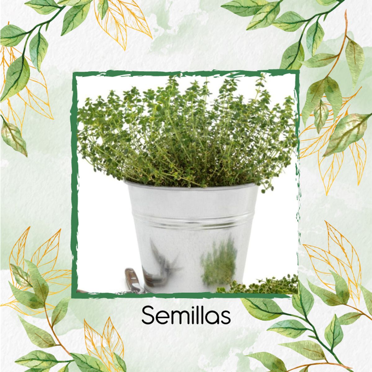 GENERICO - 1.000 Semillas Orgánicas De Tomillo