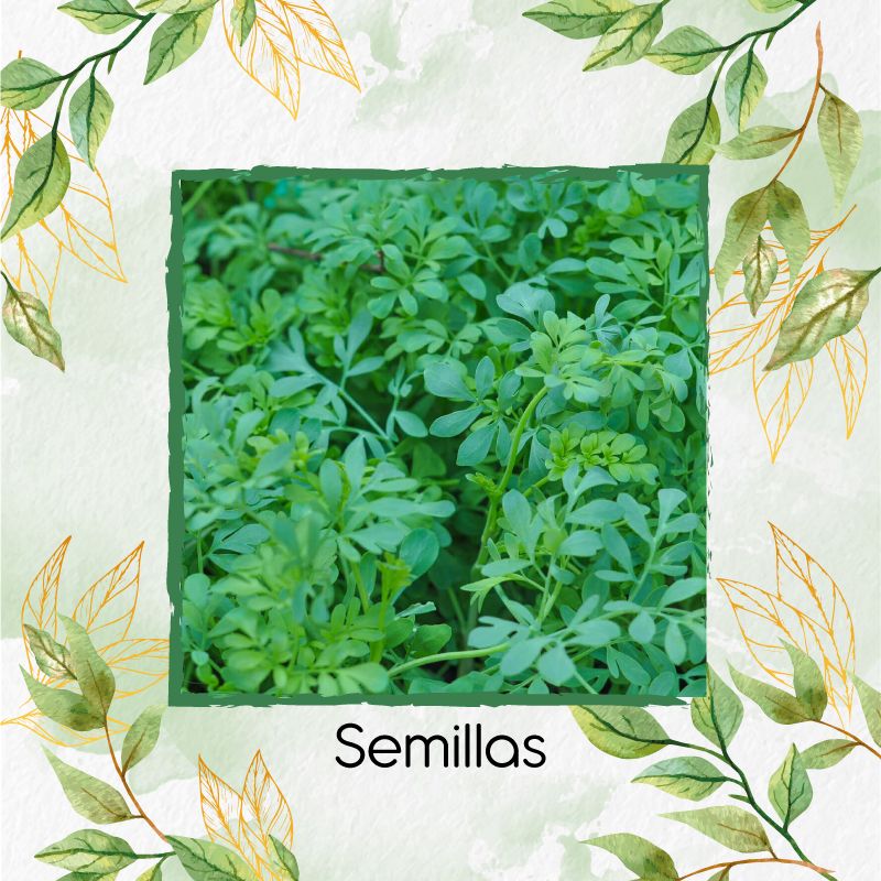 GENERICO - 25 Semillas Orgánicas De Ruda