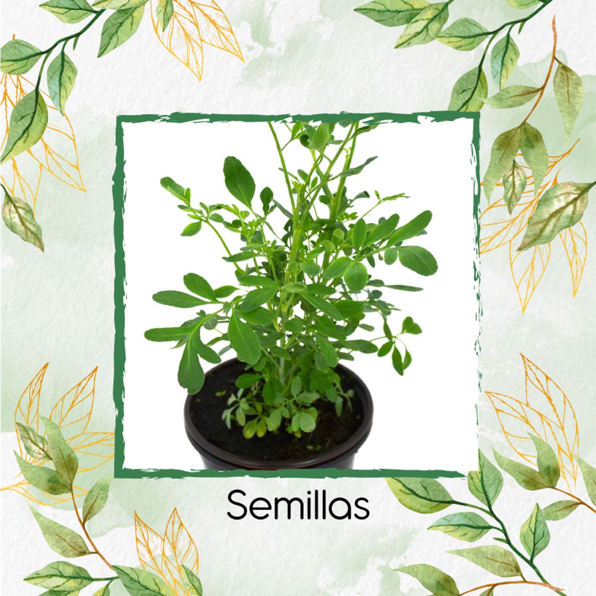 GENERICO - 500 Semillas Orgánicas De Ruda