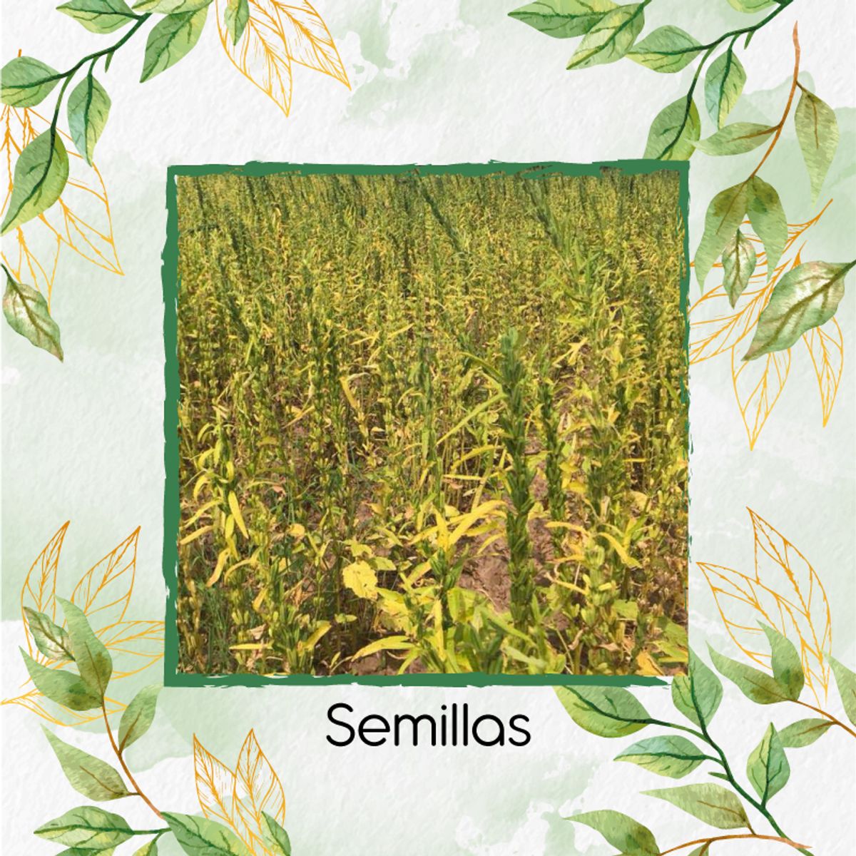 GENERICO - 3.750 Semillas Orgánicas De Ajonjolí