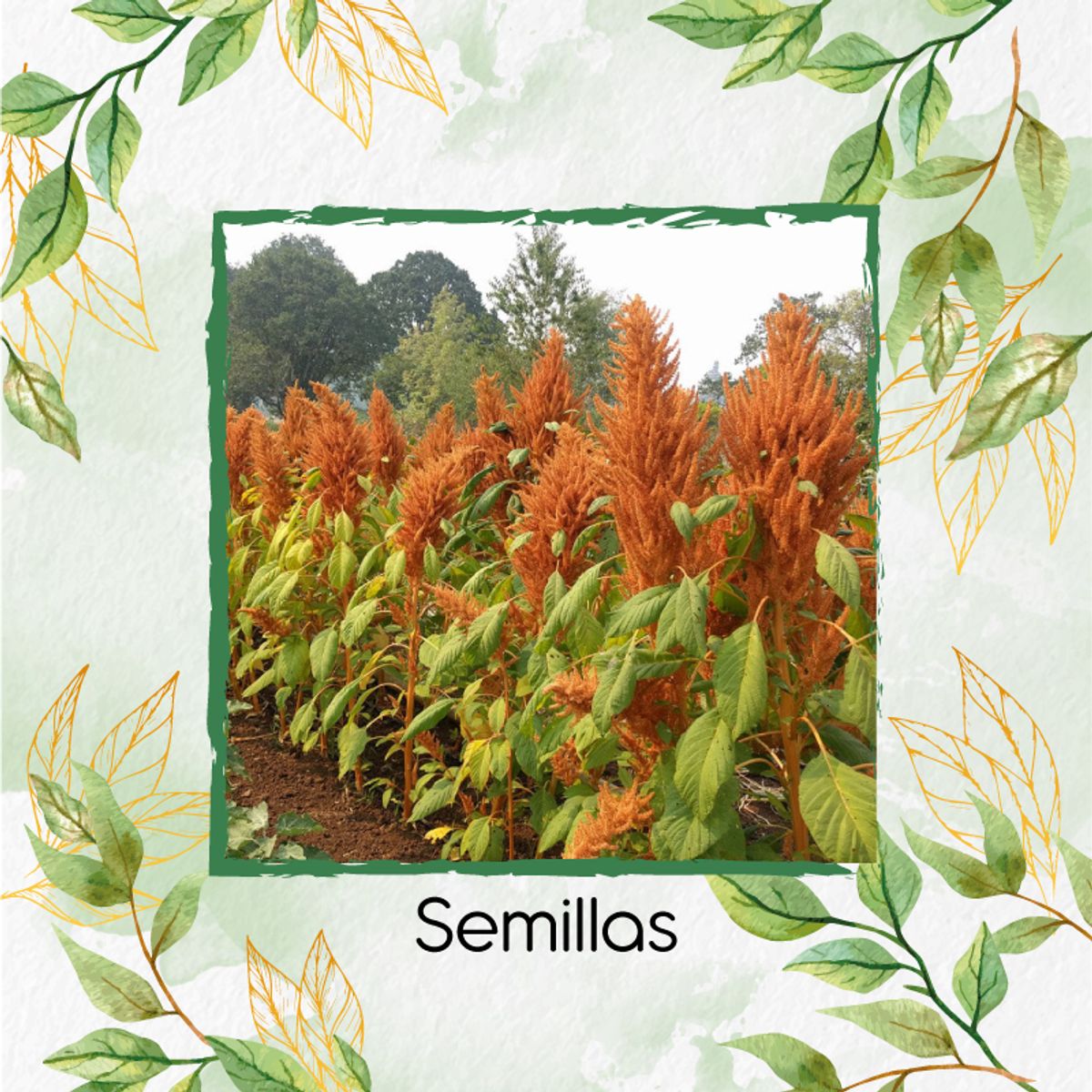 GENERICO - 330 Semillas Orgánicas De Amaranto Dorado