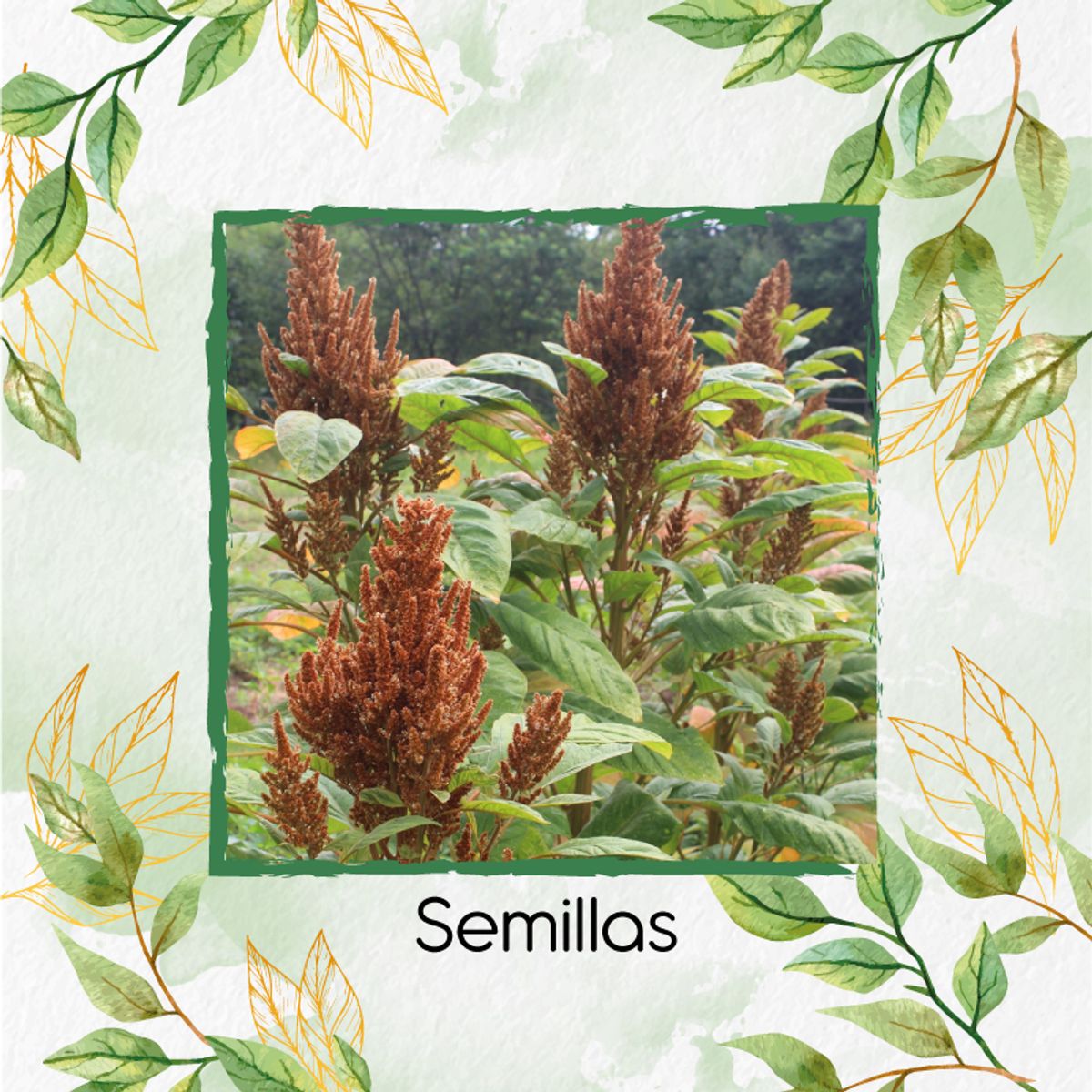 GENERICO - 1.300 Semillas Orgánicas De Amaranto Dorado
