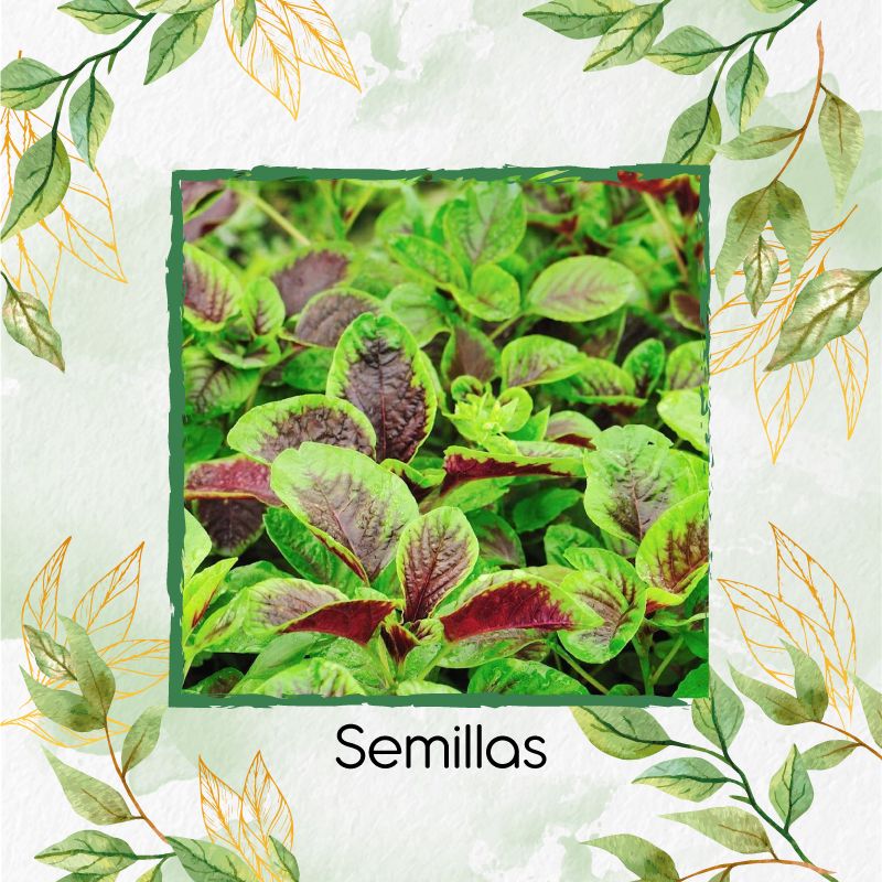 GENERICO - 300 Semillas Orgánicas De Amaranto Rojo Chino