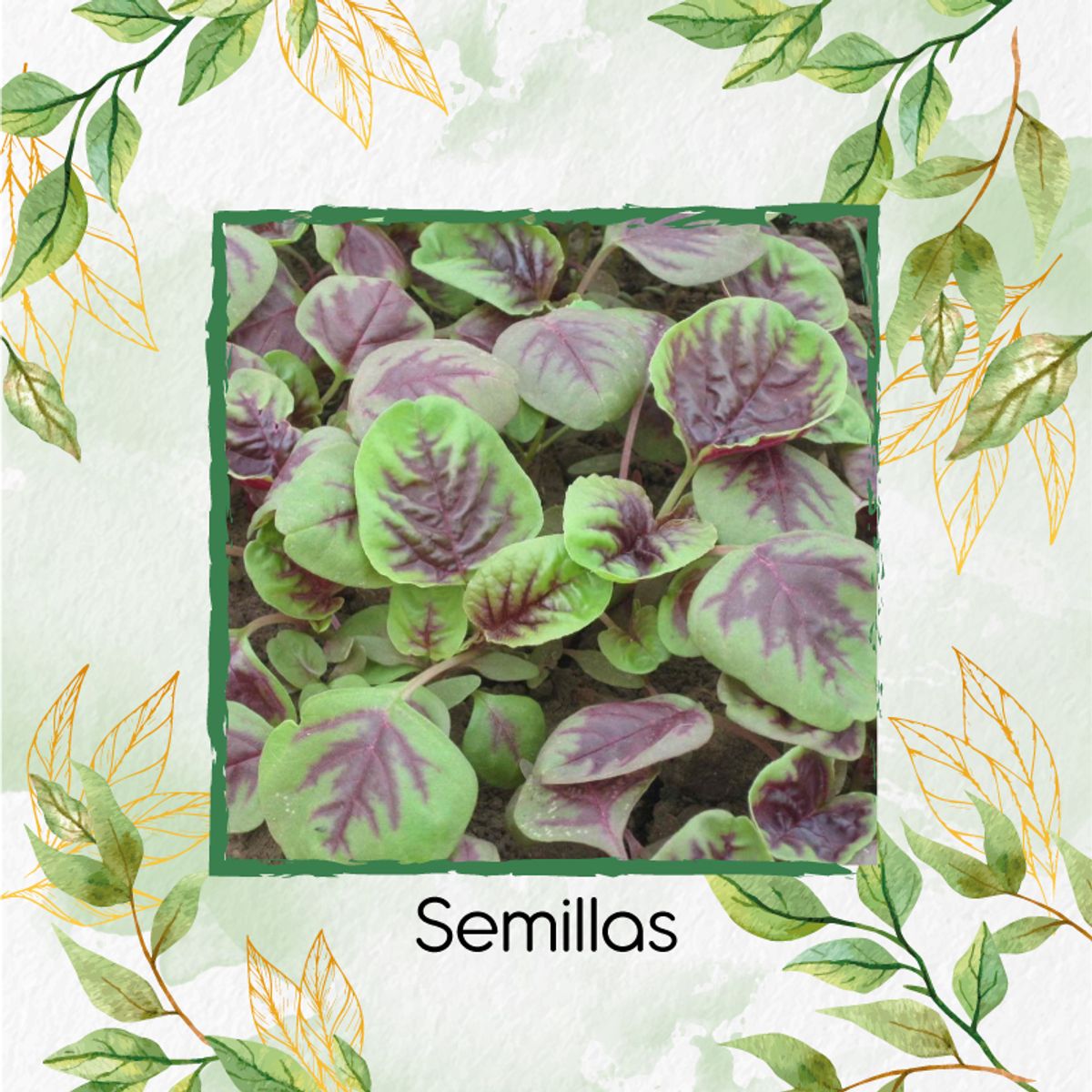 GENERICO - 6.000 Semillas Orgánicas De Amaranto Rojo Chino