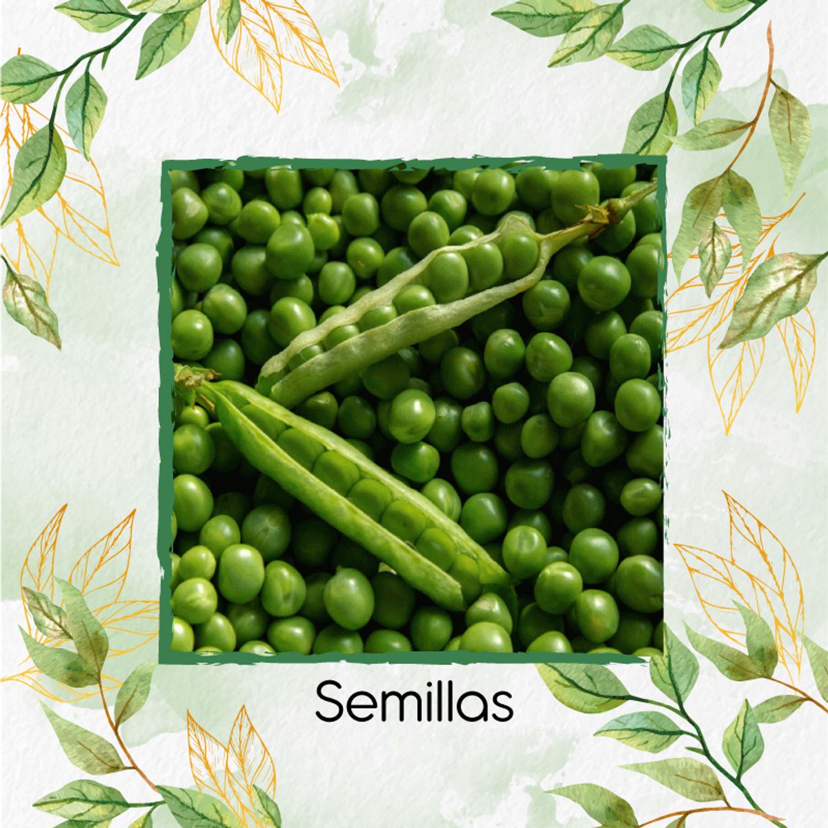 GENERICO - 13 Semillas Orgánicas De Arveja
