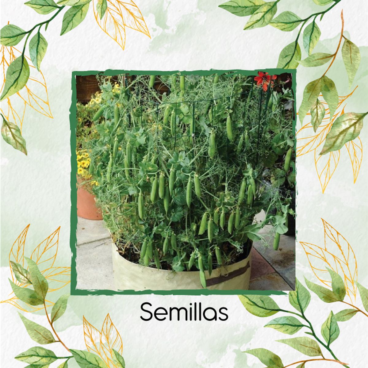 GENERICO - 100 Semillas Orgánicas De Arveja