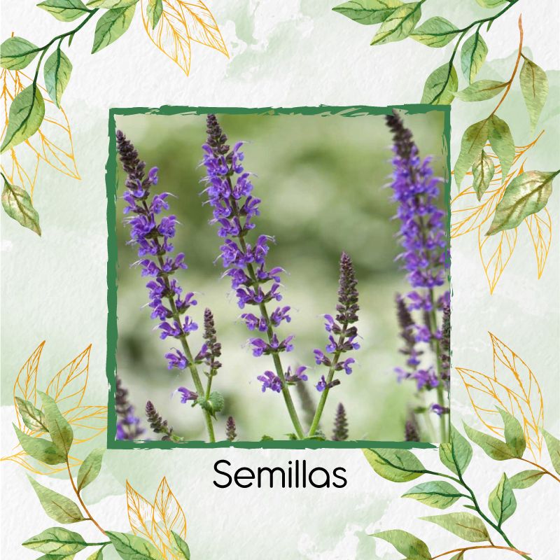 GENERICO - 2.000 Semillas Orgánicas De Chia