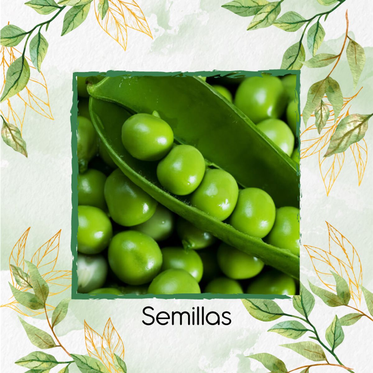 GENERICO - 800 Semillas Orgánicas De Guisante