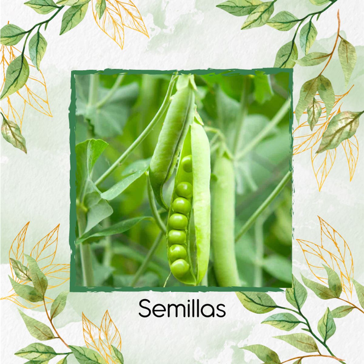 GENERICO - 800 Semillas Orgánicas De Guisante