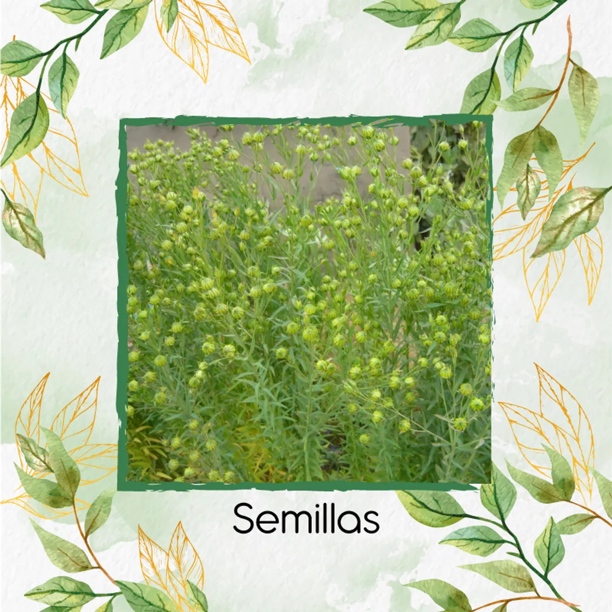 GENERICO - 850 Semillas Orgánicas De Linaza