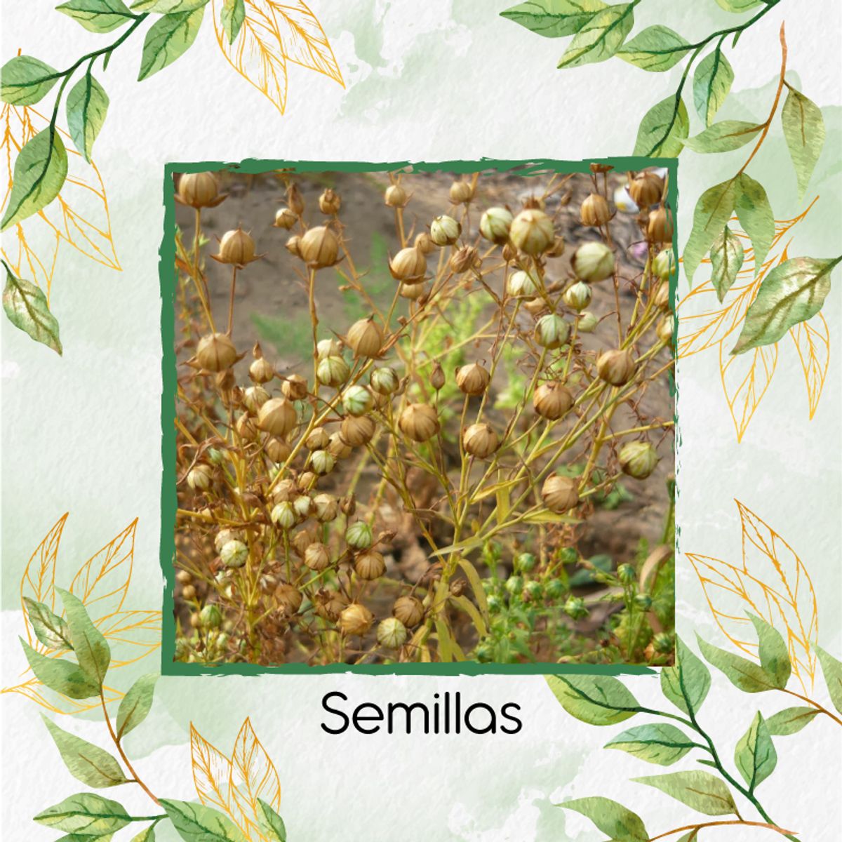 GENERICO - 850 Semillas Orgánicas De Linaza