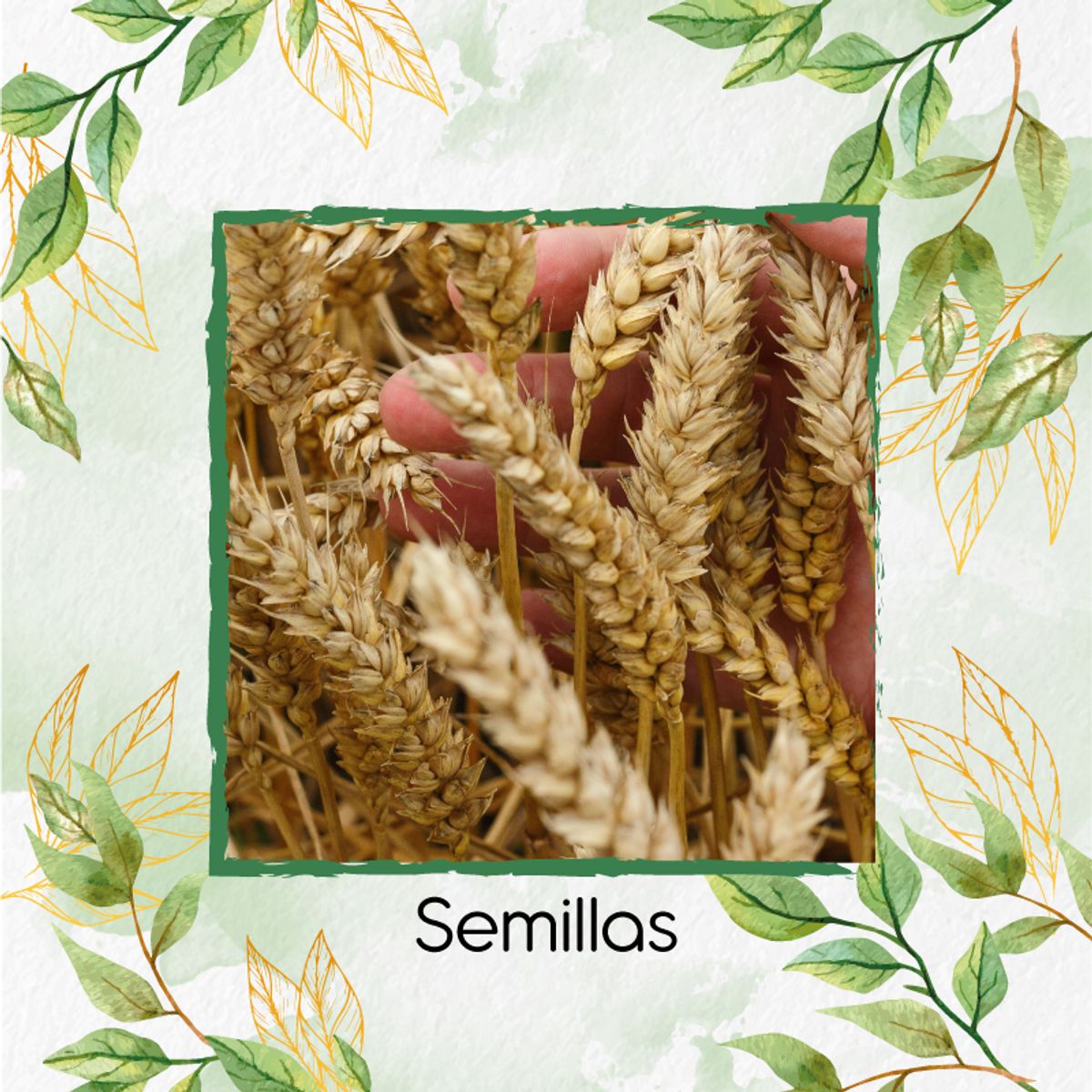 GENERICO - 800 Semillas Orgánicas De Trigo