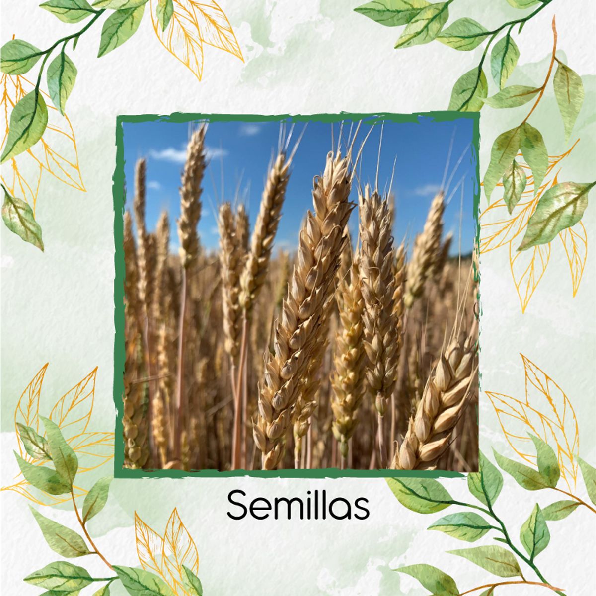 GENERICO - 4.000 Semillas Orgánicas De Trigo