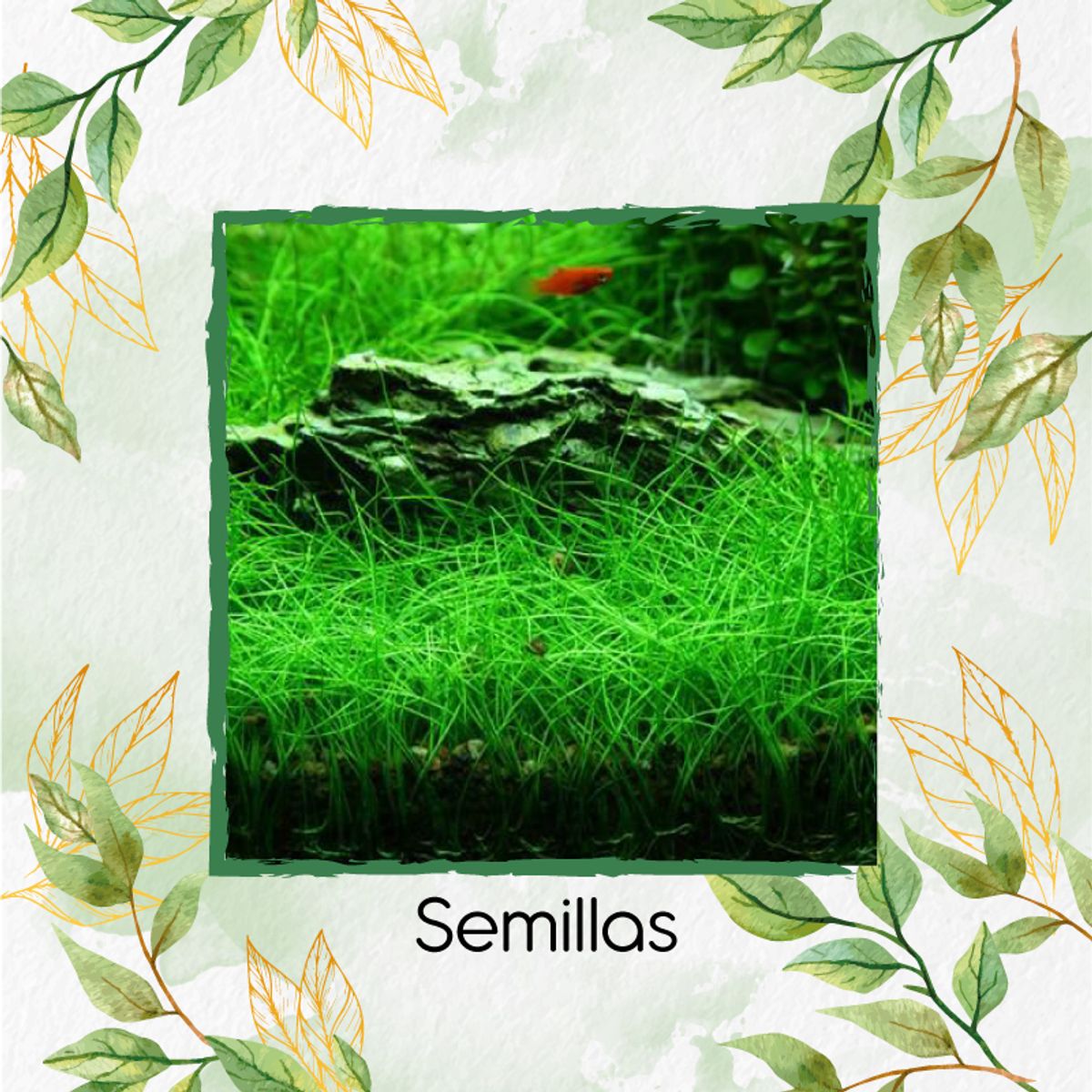 GENERICO - 3.000 Semillas Tapizantes Para Acuario Tipo Césped Largo