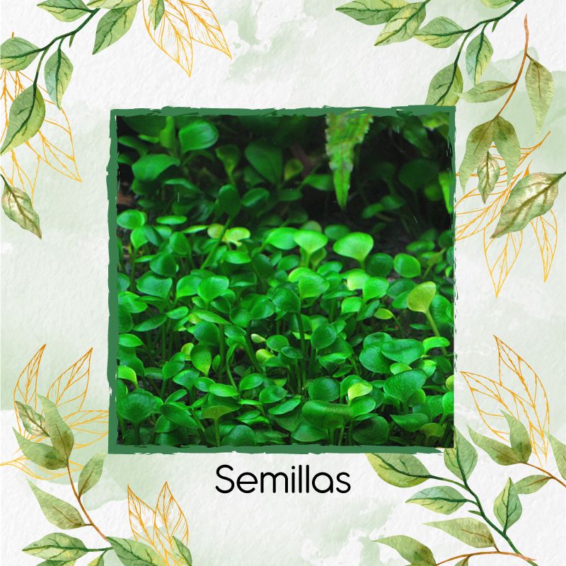 GENERICO - 2.500 Semillas Tapizantes Acuarios Hoja Pequeña