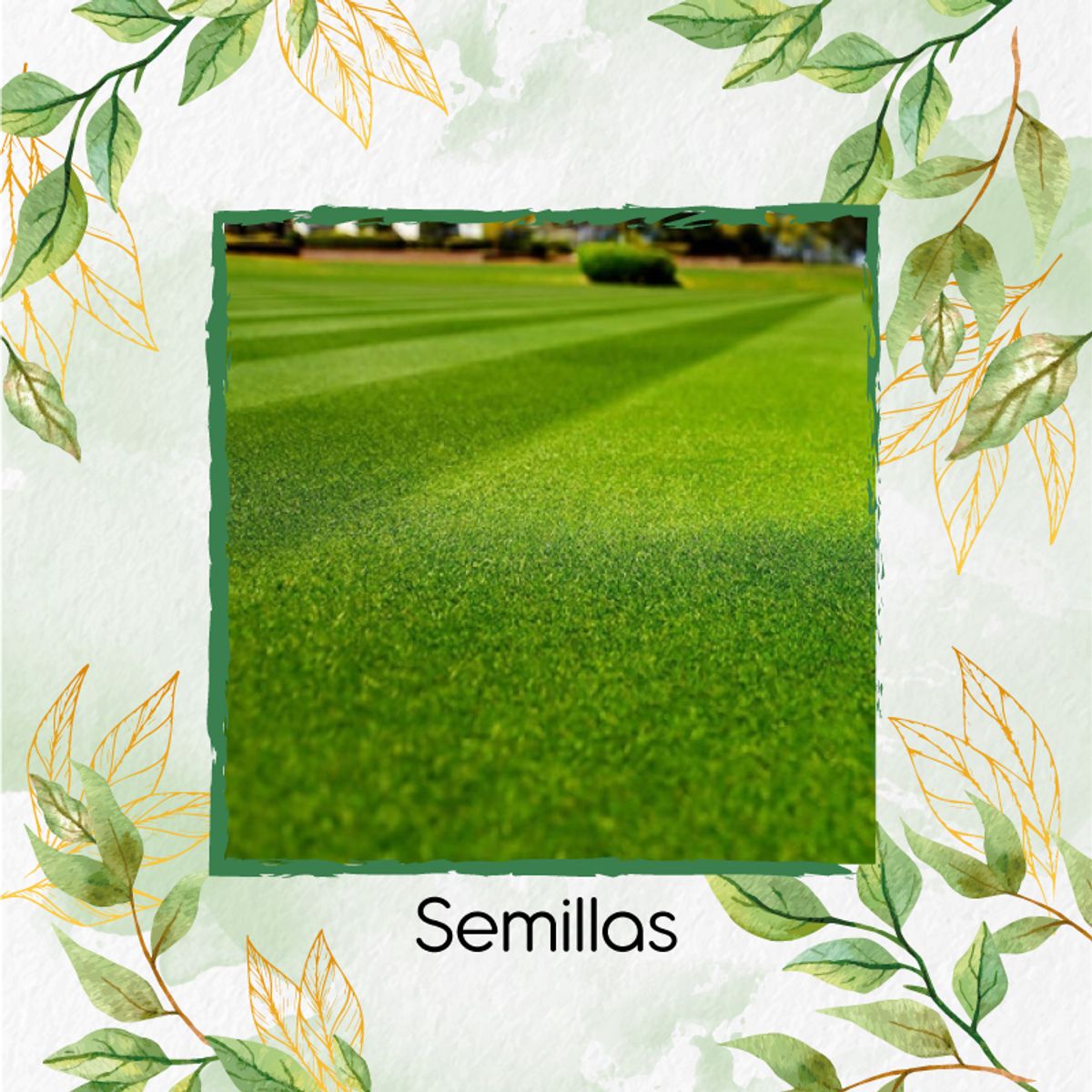 GENERICO - 30.000 Semillas De Grama Decorativa Red Bermuda