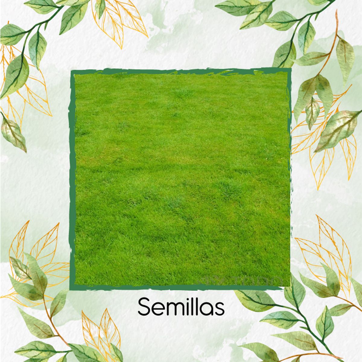 GENERICO - 75.000 Semillas De Grama Decorativa Red Bermuda