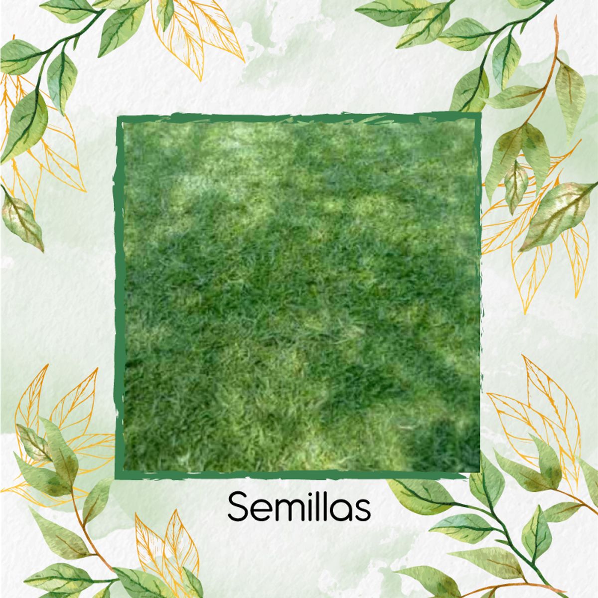 GENERICO - 15.000 Semillas De Grama Decorativa Macana