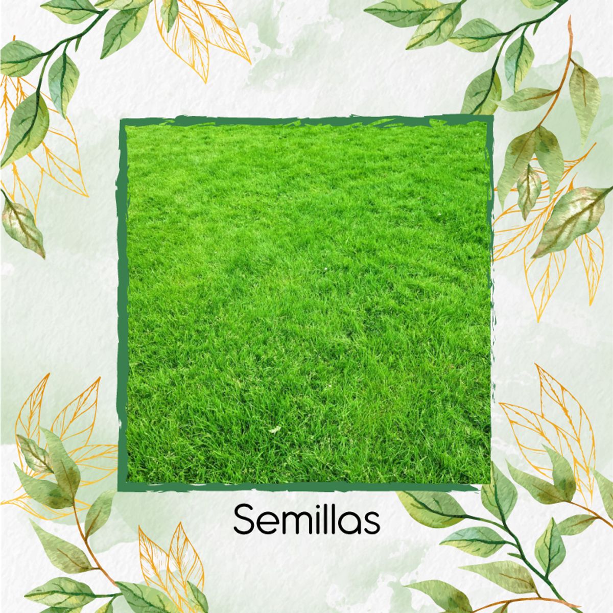 GENERICO - 75.000 Semillas De Grama Decorativa Macana