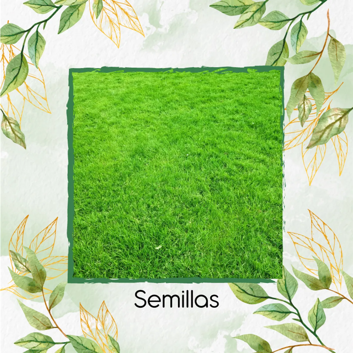 GENERICO - 150.000 Semillas De Grama Decorativa Macana