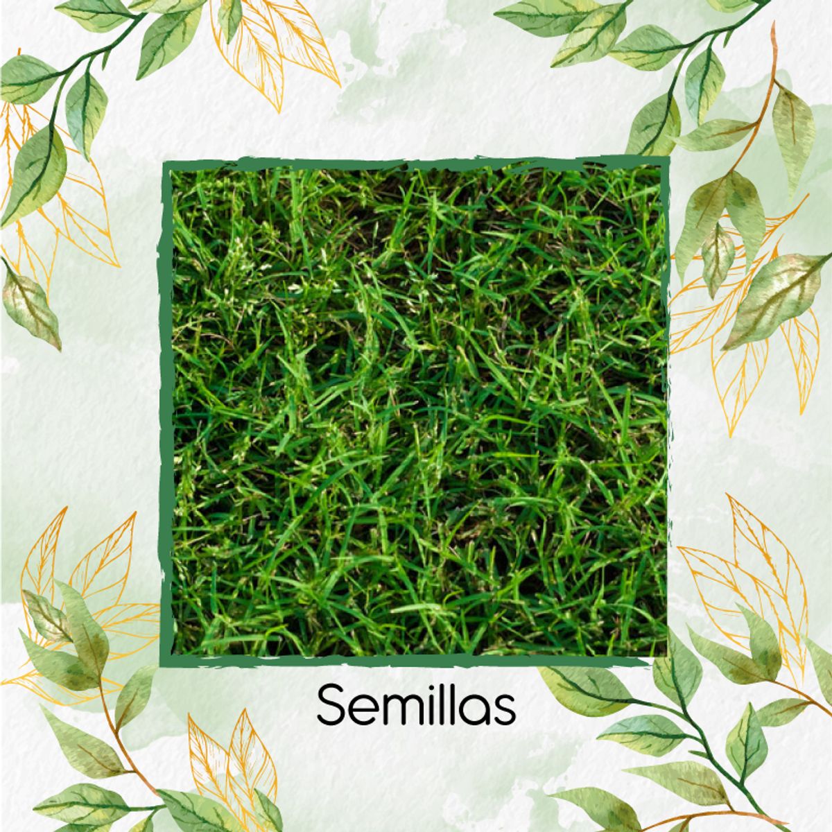 GENERICO - 30.000 Semillas De Grama Decorativa Bermuda Grass