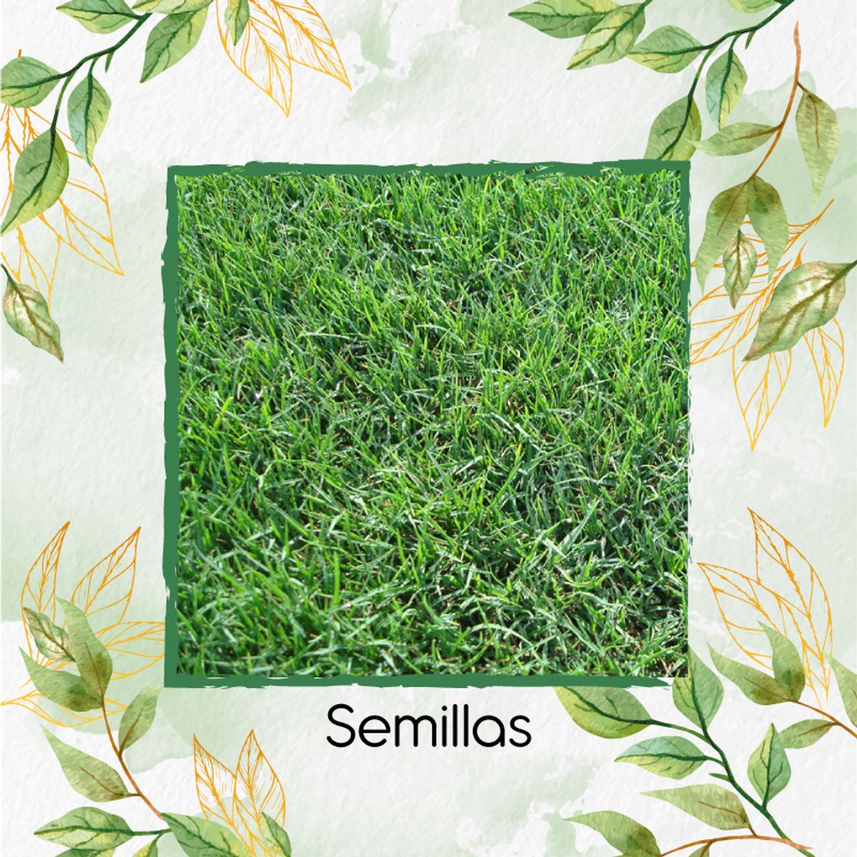 GENERICO - 300.000 Semillas De Grama Decorativa Bermuda Grass