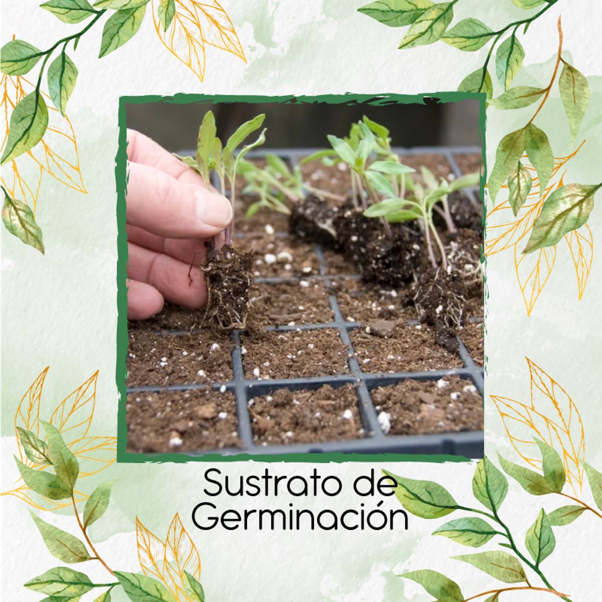 GENERICO - Sustrato de Germinación X 8 Litros