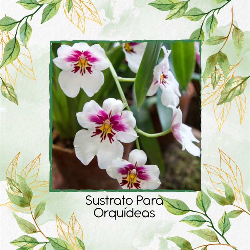 GENERICO - Sustrato Para Orquídeas X 8 Litros