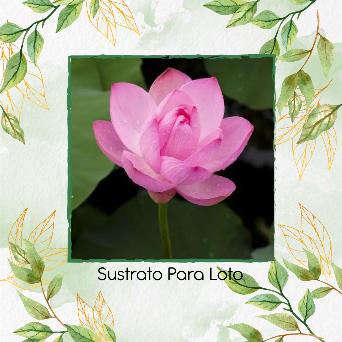 GENERICO - Sustrato Para Loto X 16 Litros