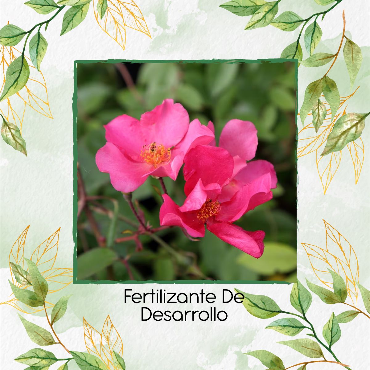 GENERICO - Fertilizante De Desarrollo X 60 Ml