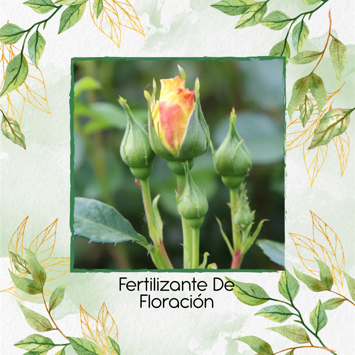 GENERICO - Fertilizante De Floración X 30 Ml